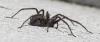 Eratigena sp.